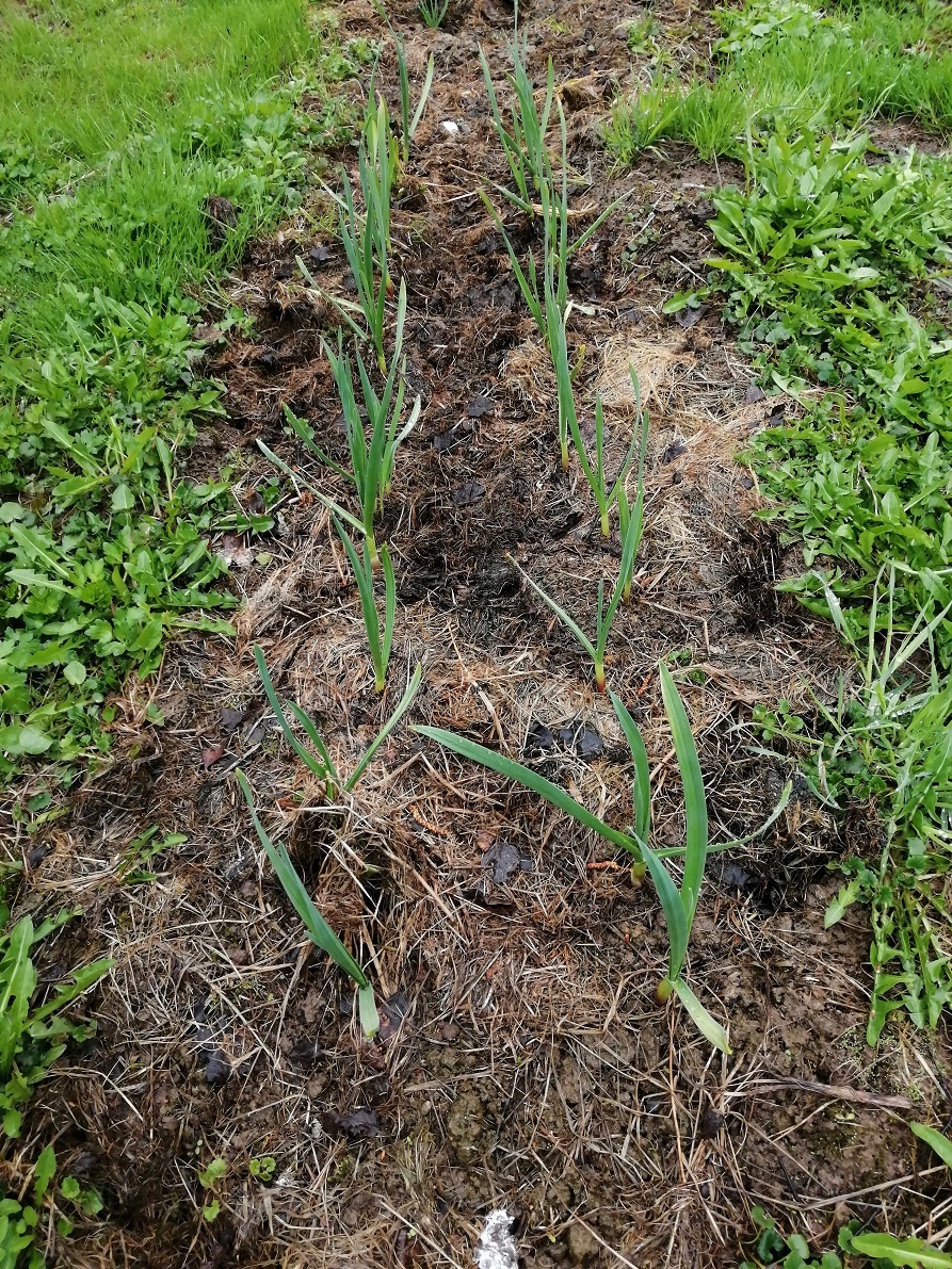 Чеснок 1.05.25