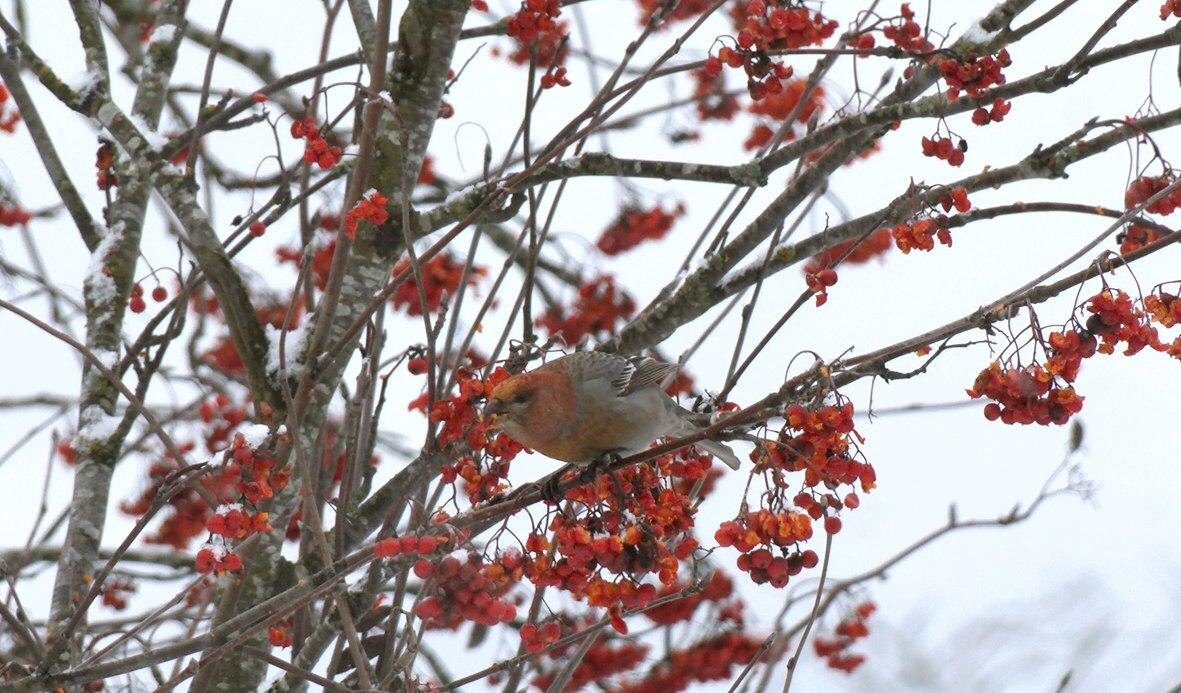    Фото: t.me/kazdoytvaripopare