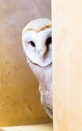    Ося выбирает полочку в шкафу и считает её своим гнездомАлёна Бобрович