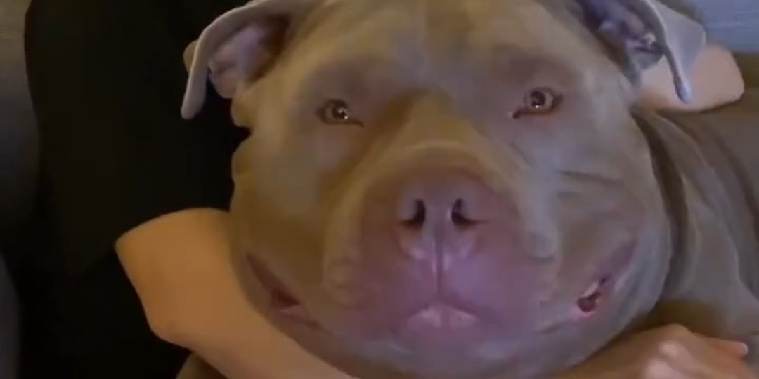 Американский булли Туктук стал звездой соцсетей благодаря своей гигантской голове