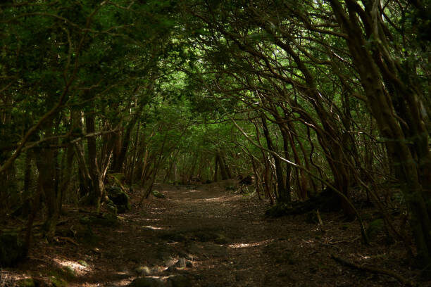 Общая площадь около 35 км². Рельеф включает множество скалистых пещер, а особенности расположения, в частности густота леса и низина, обеспечивают «оглушающую» тишину. Также утверждается, что под землёй в районе леса находятся обширные залежи железной руды. Этим, по-видимому, объясняется тот факт, что в Аокигахаре не функционируют компасы. Земля, на которой располагается лес, представляет собой вулканическую породу, достаточно плотную и не поддающуюся обработке ручными инструментами, например, мотыгами и лопатами.Аокигахара считается молодым лесом, поскольку он образовался примерно 1200 лет назад. Последнее крупное извержение вулкана Фудзи произошло в 1707 году и по какой-то причине не покрыло лавой один из склонов площадью около 3000 гектаров. Позднее этот участок зарос плотным лесом из самшита, сосен и других хвойных. Деревья стоят практически сплошной стеной. Фауна Аокигахары включает лисиц, змей и собак.Аокигахара печально известен как Лес самоубийц. Изначально он ассоциировался с японской мифологией. Легенды об этом месте известны японцам со Средневековья, а в XIX веке бедные семьи привозили и оставляли здесь умирать стариков и детей, которых не могли прокормить.Традиционно суеверные японцы верят в сверхъестественные силы, живущие в лесах, в демонов и призраков, которые обитают среди деревьев Аокигахары.