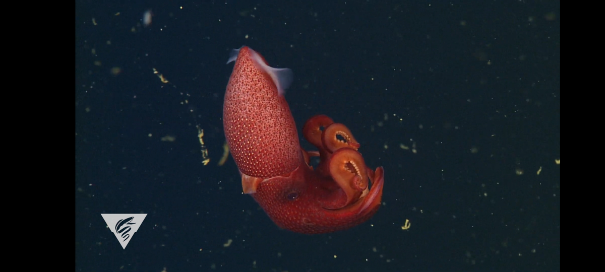 Источник — ютуб-канал MBARI