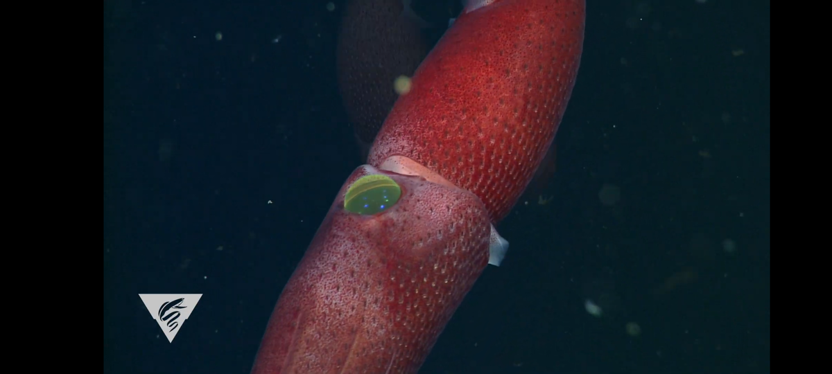 Источник — ютуб-канал MBARI