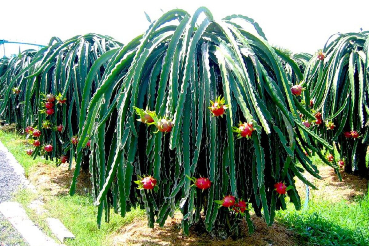 фото с интернета