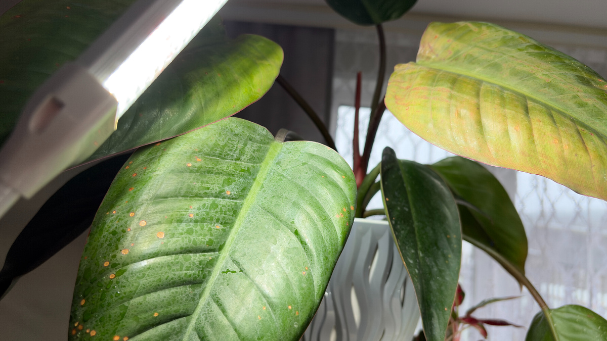 Кто выращивает филодендроны?