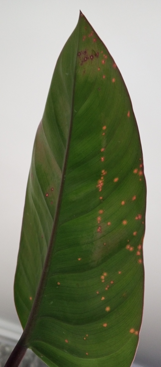 Кто выращивает филодендроны?