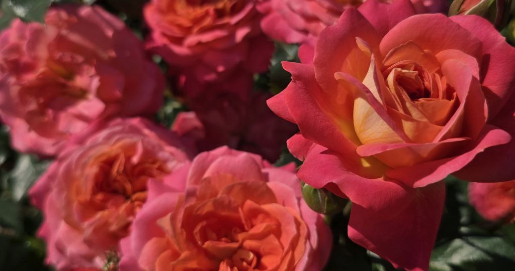 С днём матери, дорогие мамочки и бабушки