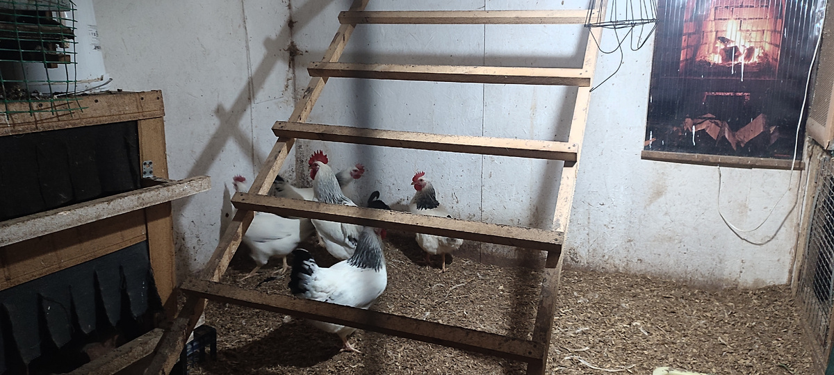 В самом курятнике плюсовая температура, а вот понизу, где проложена система, похоже слишком холодно.... 