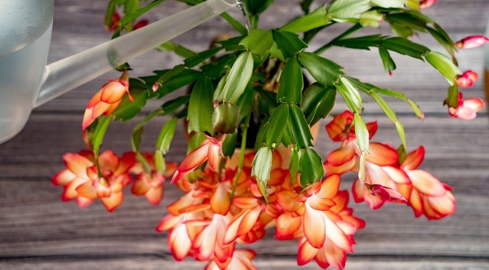 Зимнее чудо на вашем подоконнике: как добиться пышного цветения декабриста