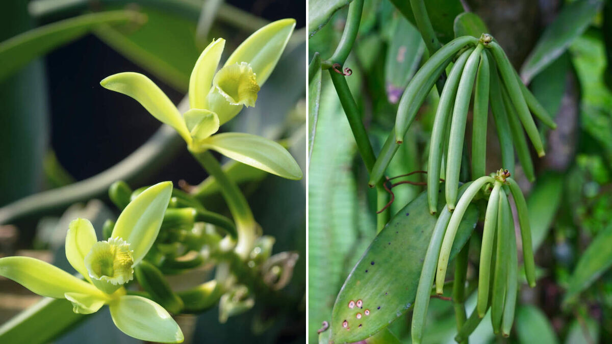     Фото: I Made Rai Yasa/chomplearn/Shutterstock/FOTODOM Ваниль — это единственная съедобная орхидея (Vanilla planifolia), она растет в тропических лесах Мексики и Центральной Америки