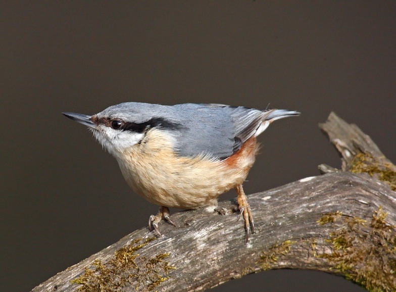 это, например. поползень