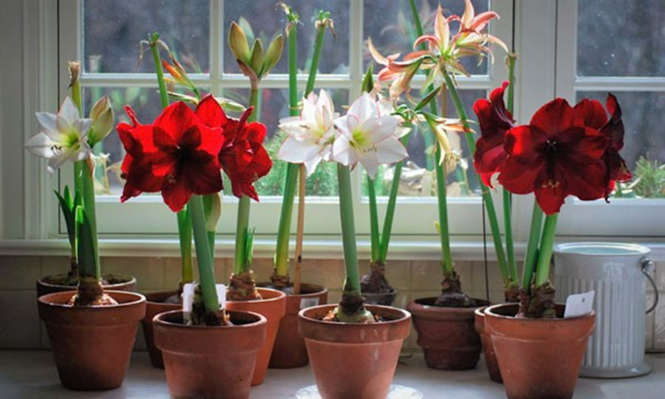 Как заставить амариллис зацвести к новогодним праздникам: подробная инструкция для новичков