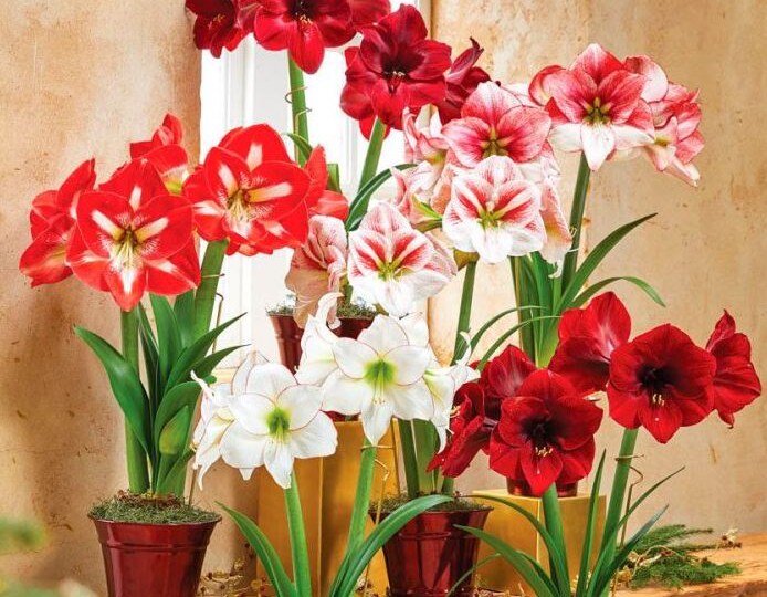 Как заставить амариллис зацвести к новогодним праздникам: подробная инструкция для новичков