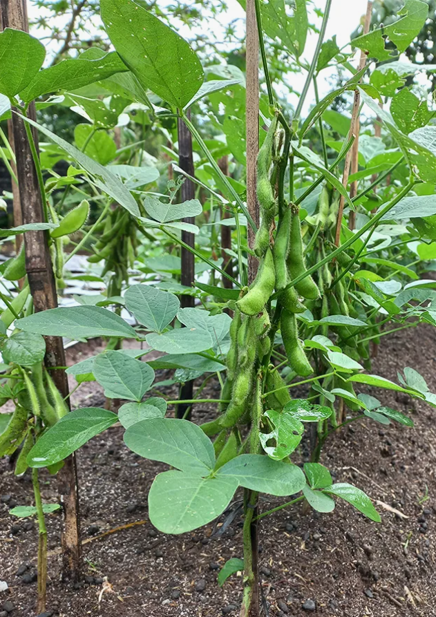 Так растёт Эдамаме