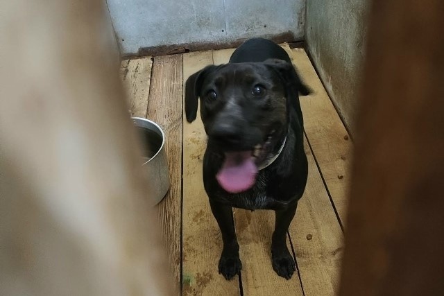 Рэя вернули. Срочно ищем передержку!