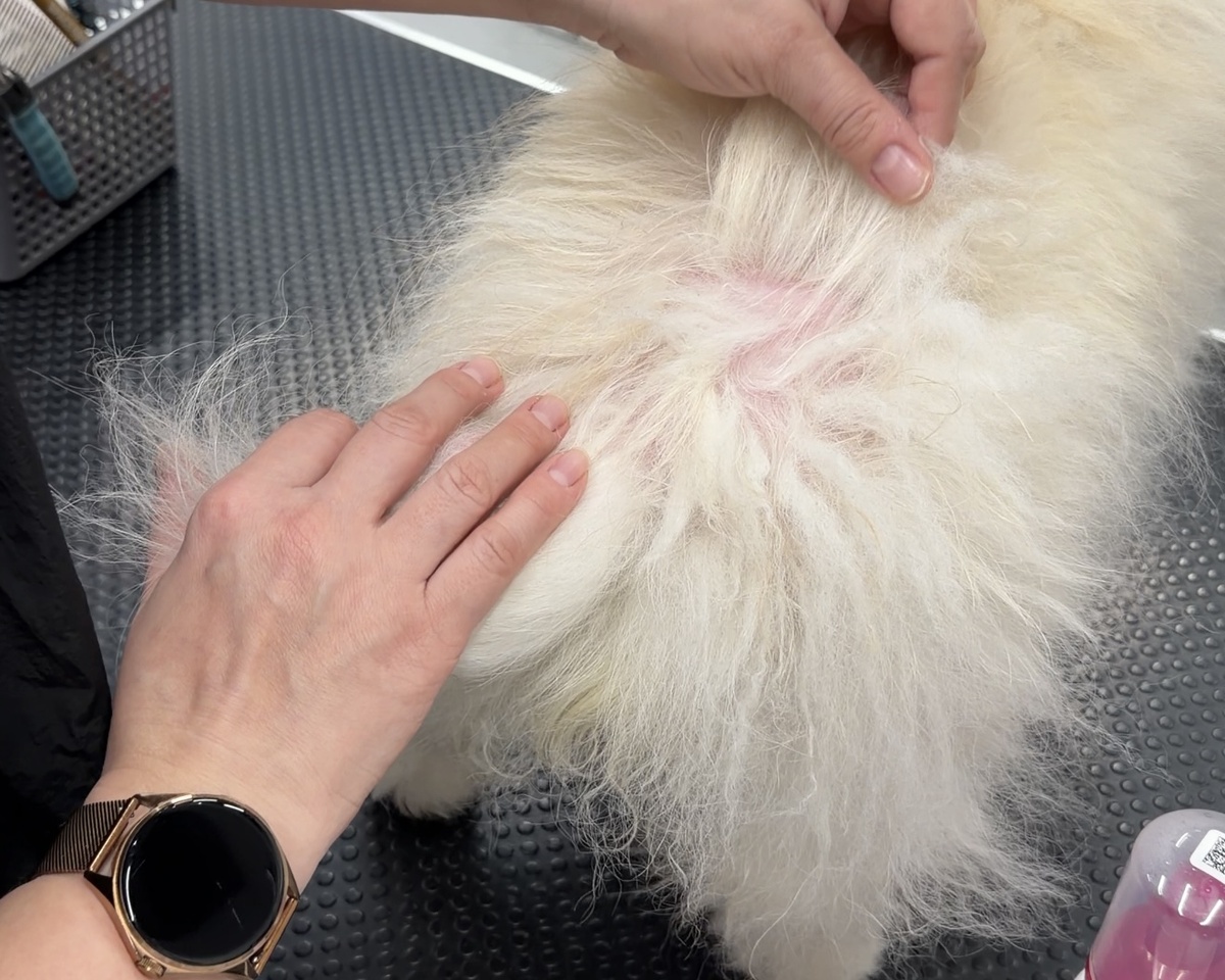 Так выглядит поредевший участок у Касси 