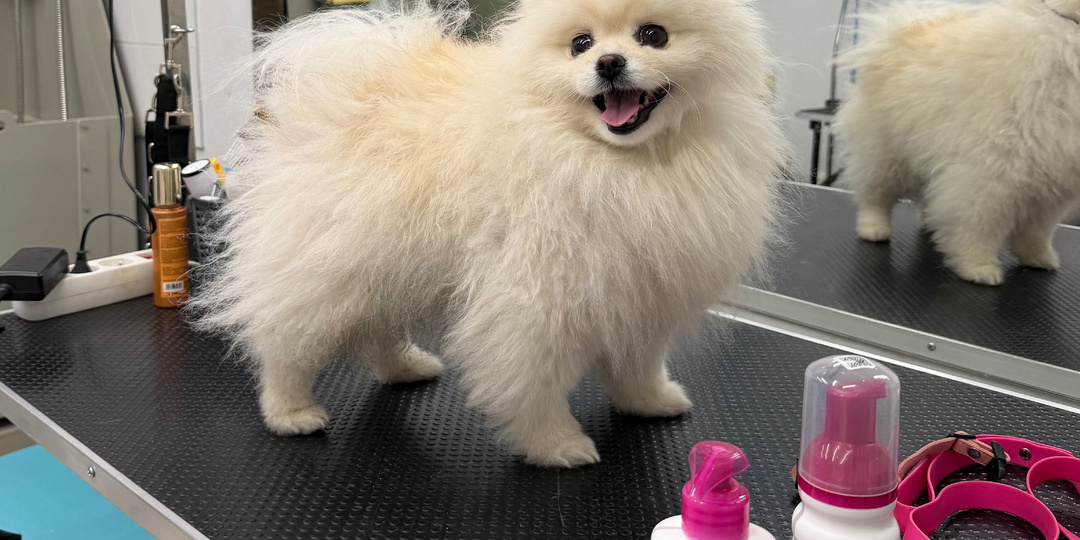 Лысые пятна у шпица: как мы узнали, что у Касси может быть алопеция