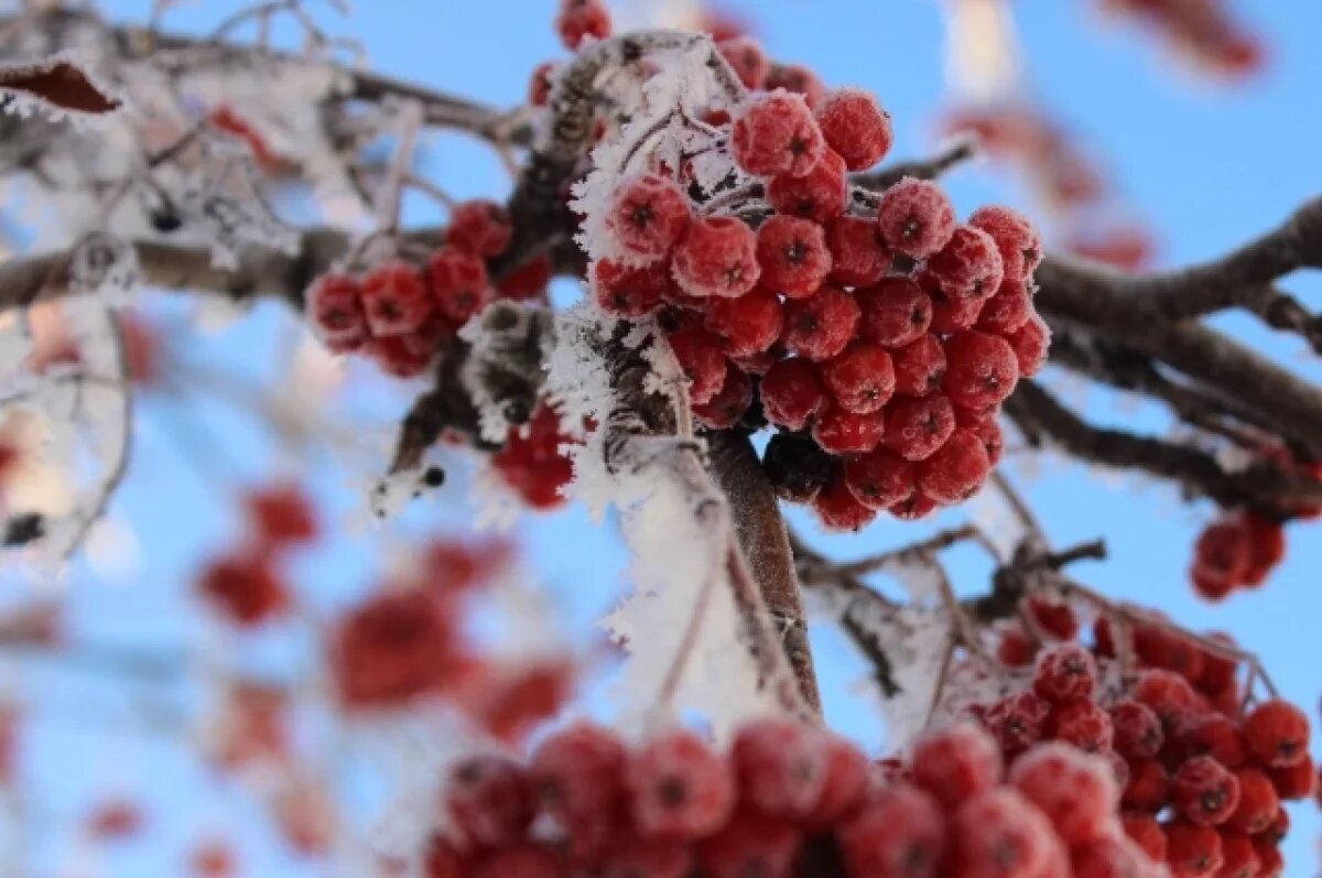    Морозная погода придет в Свердловскую область в первую неделю декабря