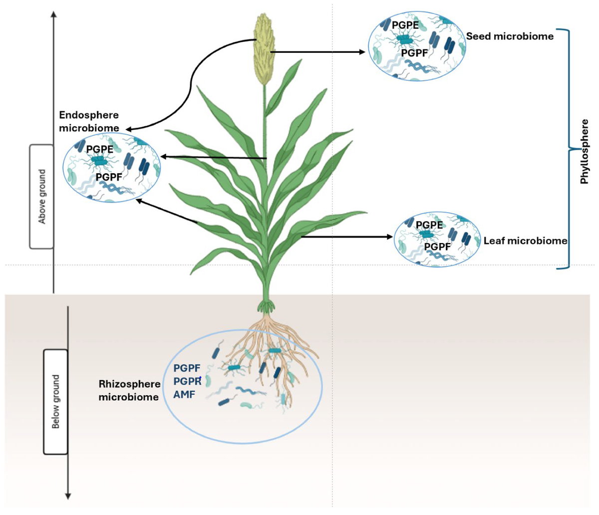 Рисунок 1 – Сообщества микробиома сорго, связанные с ризосферой, эндосферой и филлосферой
