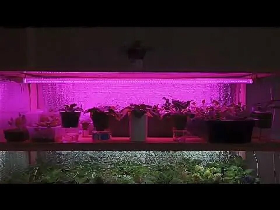 Фитолампа на моём стеллаже.