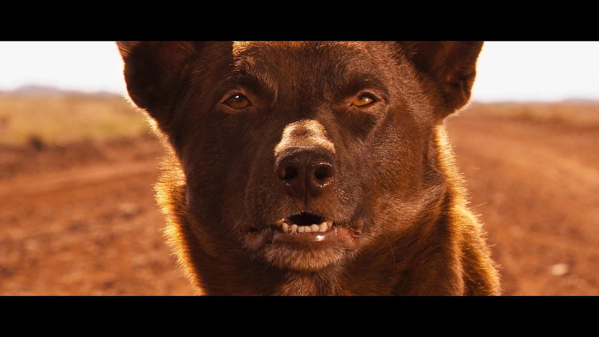 Кадр из фильма Рыжий пес (2011)