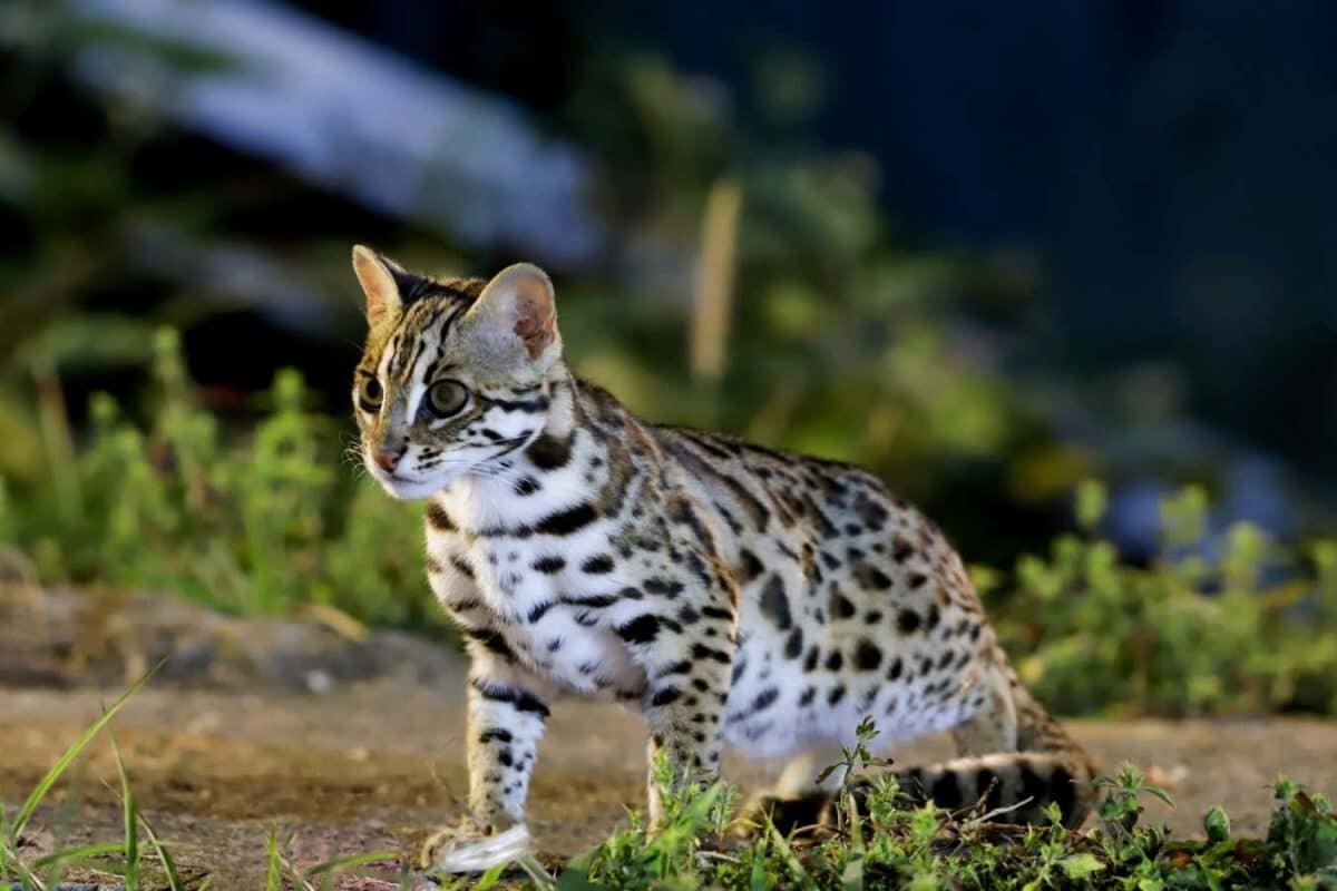   Леопардовые кошки (Prionailurus bengalensis) / © chuchart duangdaw, Getty Images