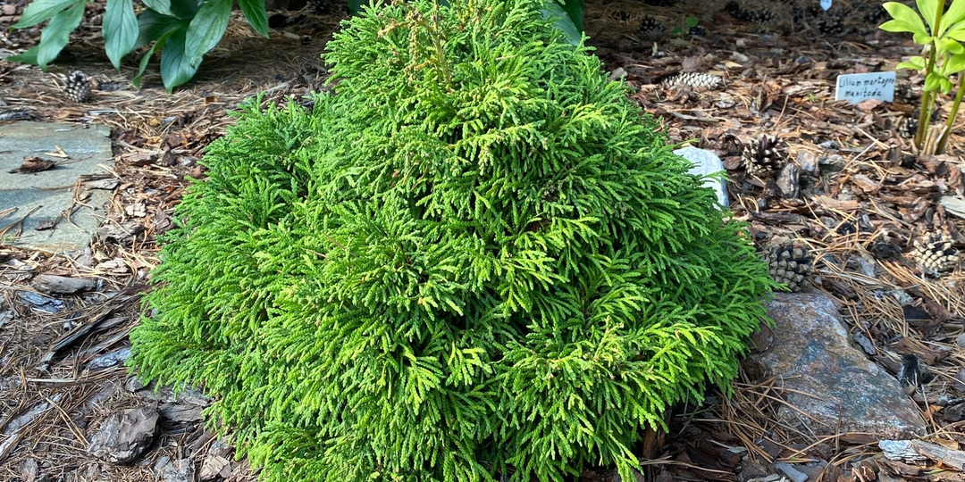 Зимние посиделки в саду на Иртыше