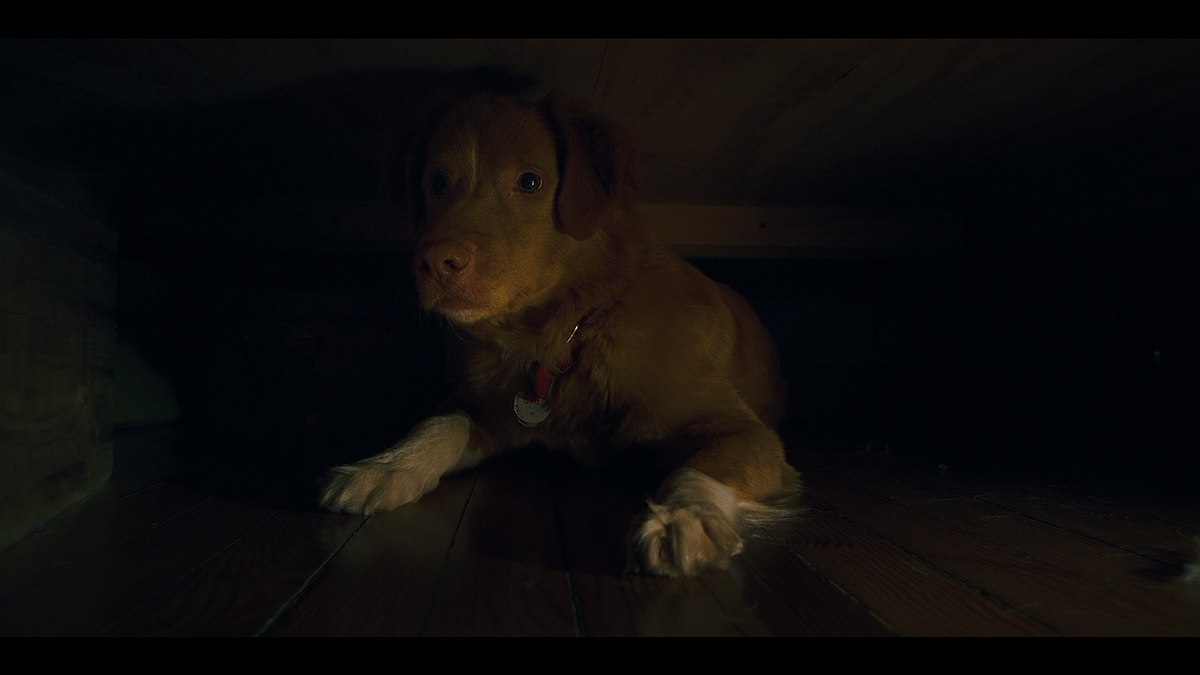 Кадр из фильма Глазами пса (2025)