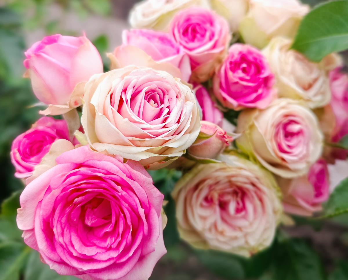 Розы для мамы. 