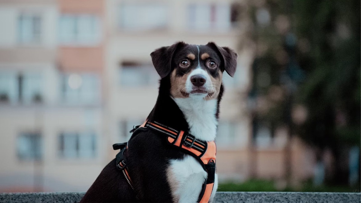    Владельцам собак в Тушино и Путилково советуют быть осторожнее