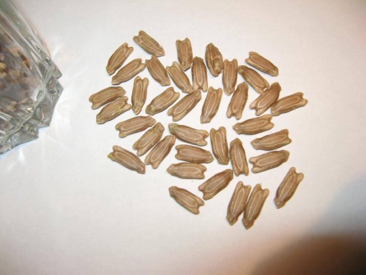 СЕМЕНА ЛАГЕНАРИИ