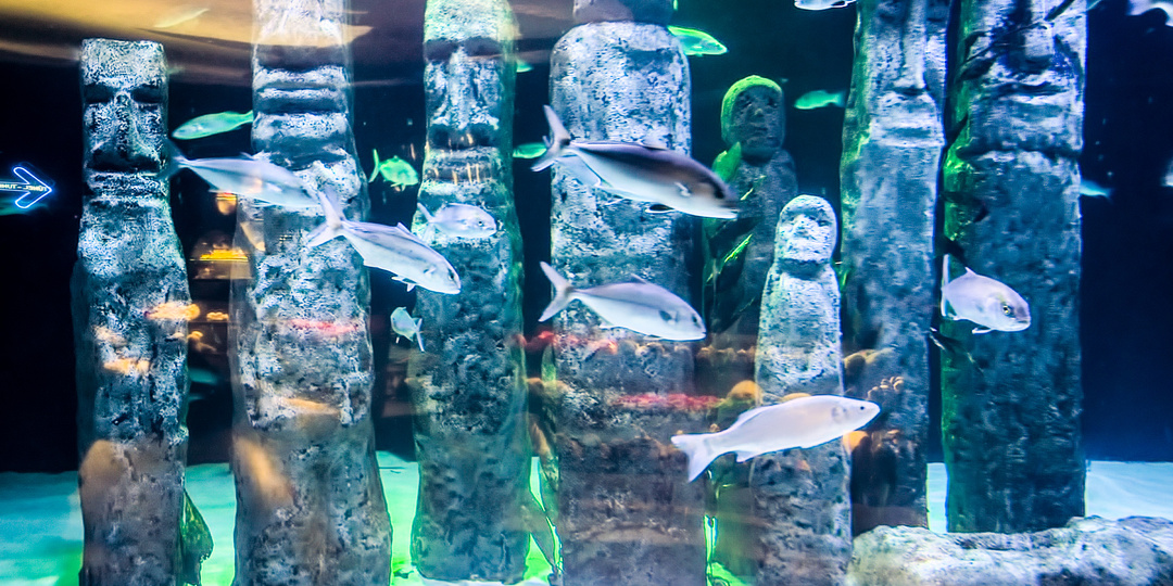 Полчаса в Аквариуме Антальи: впечатляющие цены и «туннель-рекордсмен»