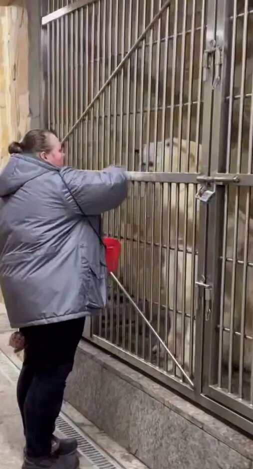    Фото: скриншот из видео пресс-службы Ленинградского зоопарка.