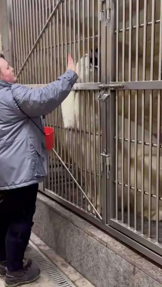    Фото: скриншот из видео пресс-службы Ленинградского зоопарка.