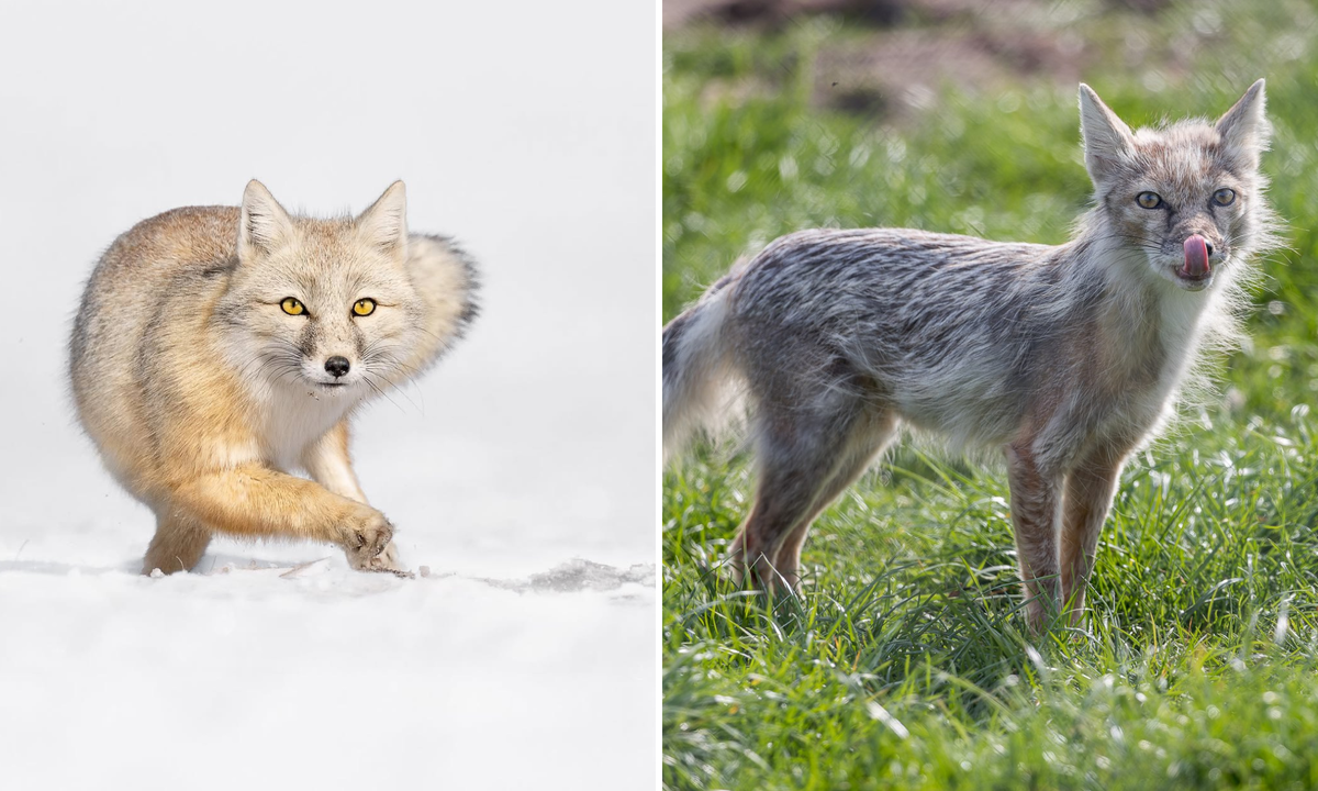 Отличие зимнего и летнего меха корсака