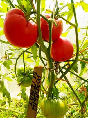 Я не смог отказаться от этих сортов...