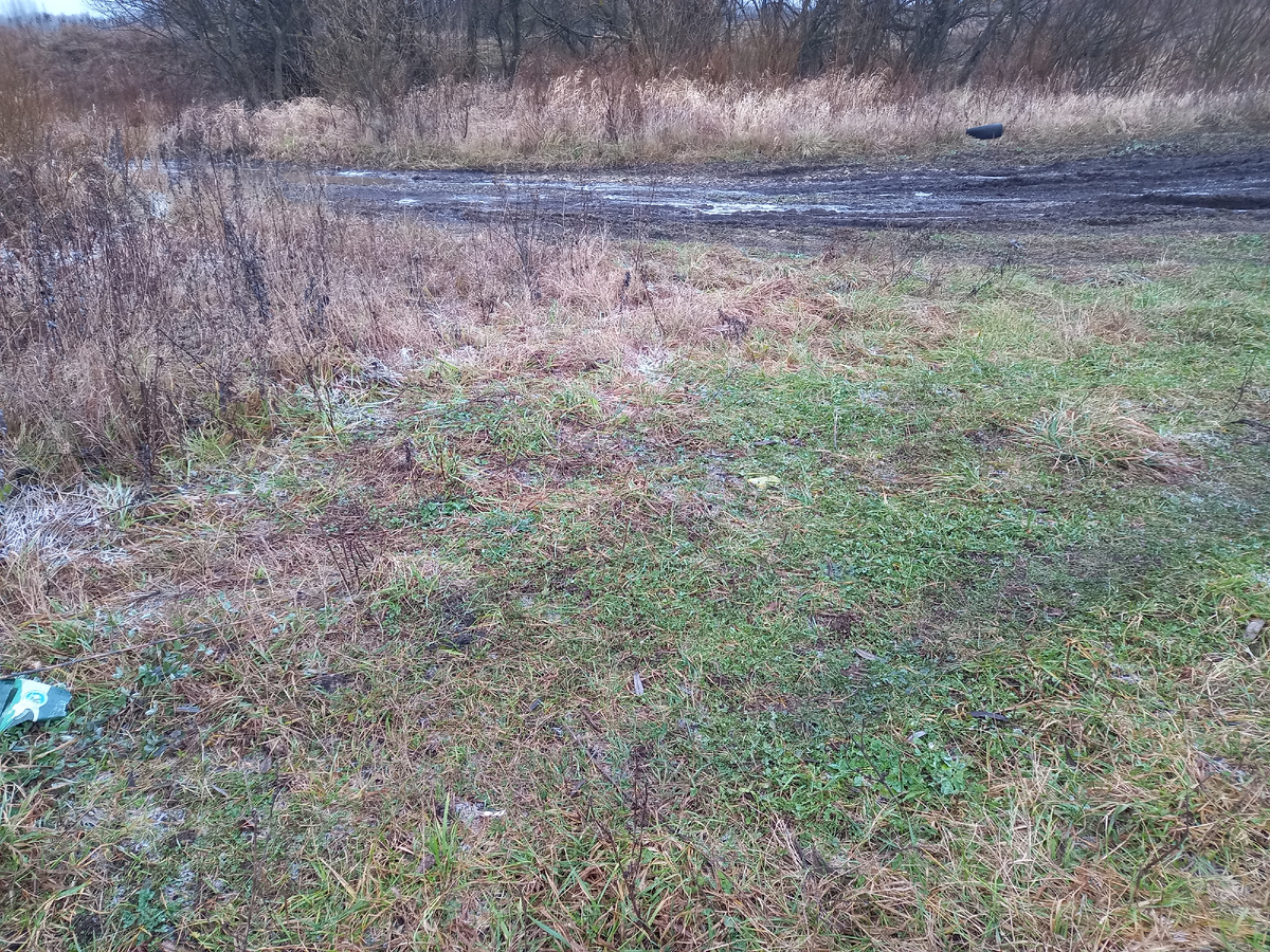 Типичная отечественная субстанция и все еще живая зеленая трава в конце ноября