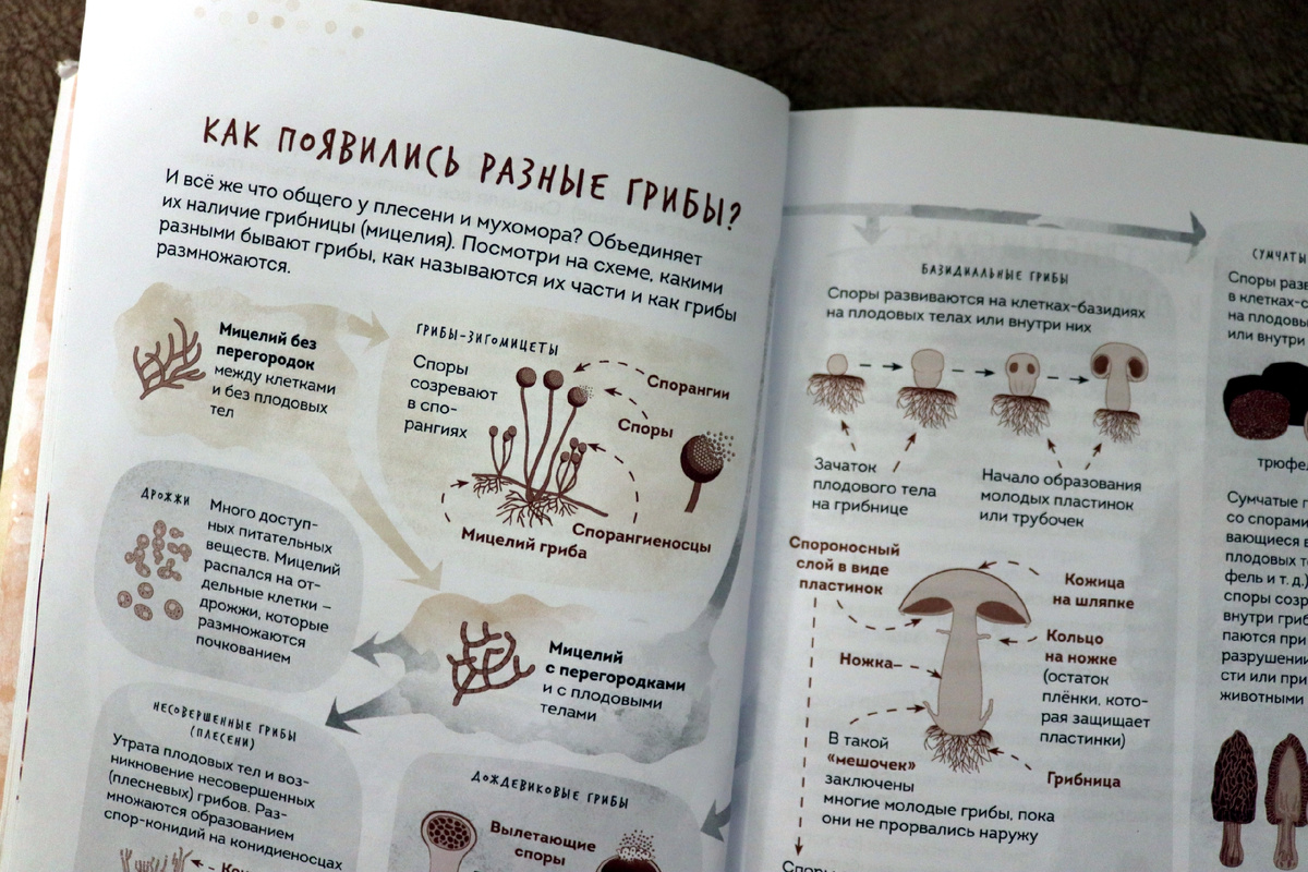 Часть разворота для ознакомительного просмотра