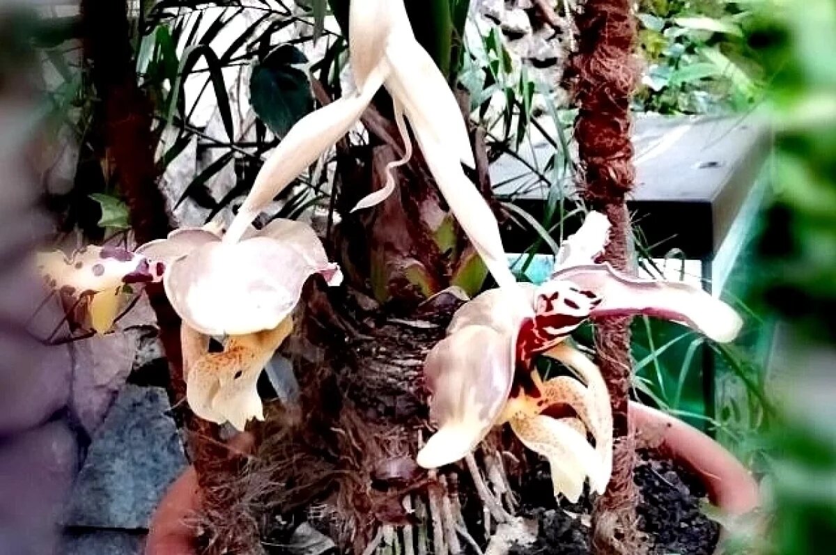    В Башкирии расцвела редкая орхидея, пахнущая шоколадом и ванилью