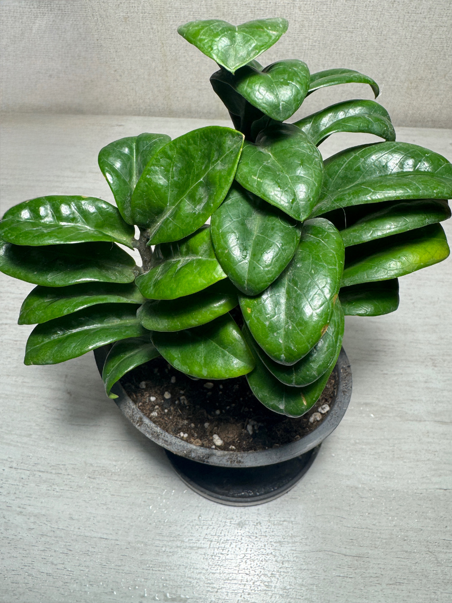 Карликовый куст Замиакулькаса