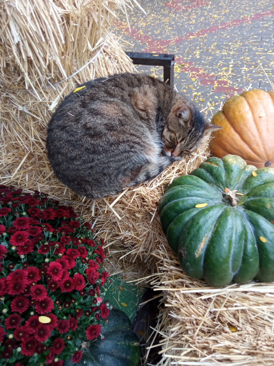 Хочется свернуться калачиком, как эта киса