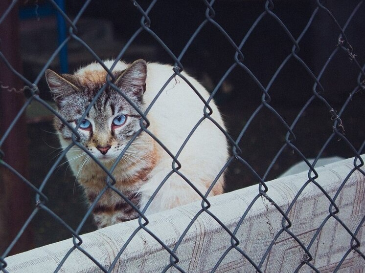     Ветеран СВО передал постояльцам приюта корм и другие подарки. Фото: Архив МК в Великом Новгороде