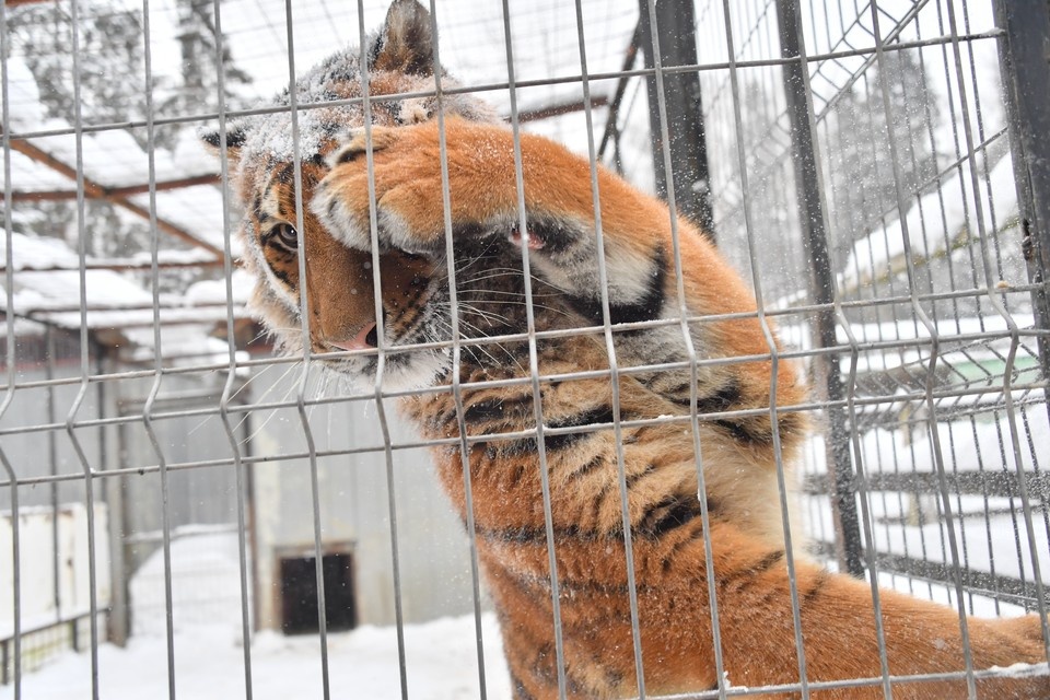    Две самки амурского тигра прибыли в Московский зоопарк Владимир ВЕЛЕНГУРИН