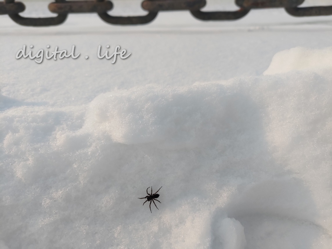Ну вот что Он там делает в такой мороз! Фото автора.