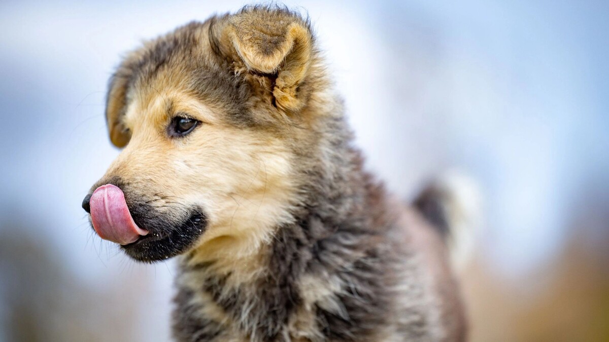    Фото: Федор Воронов/«Ямал-Медиа»