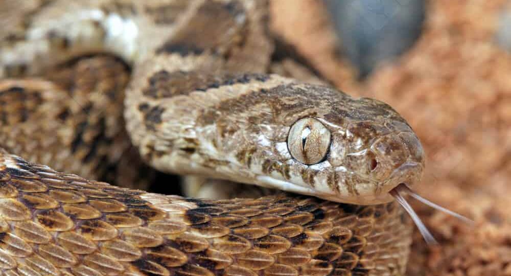 Ужеобразные: Невидимые Властители Планеты