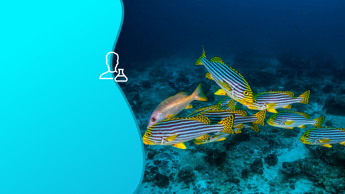 На рыбках можно тестировать лекарства, редактирование генома и изучать психические расстройства. Коллаж: медиацентр УрФУ.