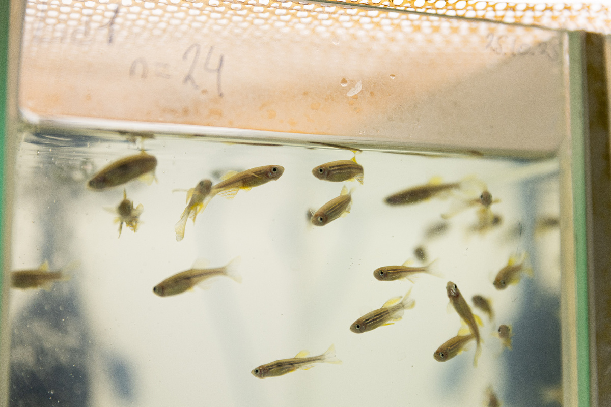 Рыбки зебраданио могут стать подопытными для испытания лекарств, редактирования генома и других исследований. Фото: Родион Нарудинов / УрФУ.