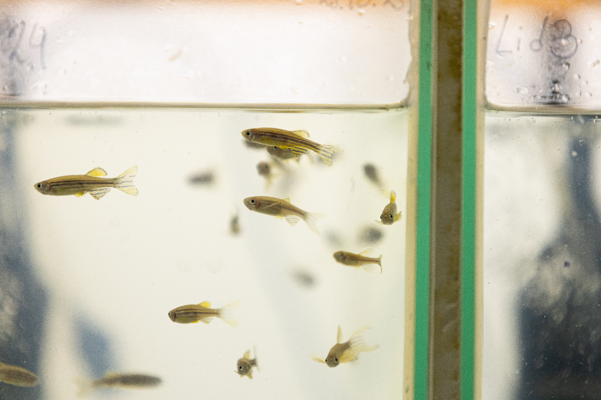 Рыбки зебраданио могут стать подопытными для испытания лекарств, редактирования генома и других исследований. Фото: Родион Нарудинов / УрФУ.