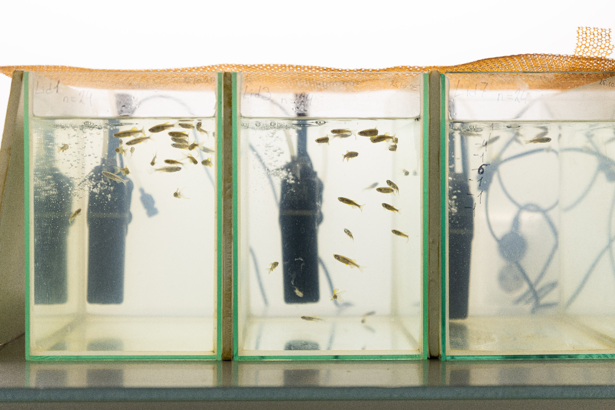 Рыбки зебраданио могут стать подопытными для испытания лекарств, редактирования генома и других исследований. Фото: Родион Нарудинов / УрФУ.